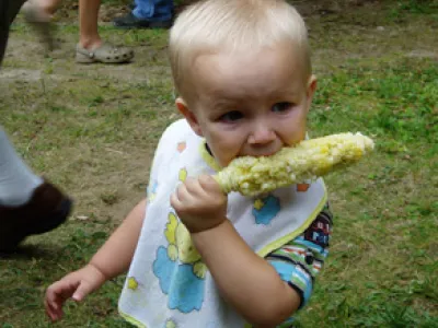 Young blond child wearing a bib and eating a corn on the cob