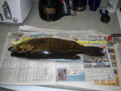 Fish being measure on the kitchen counter with a measuring tape