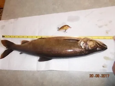 fish being measured with a measuring tape