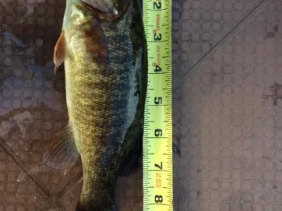 fish being measured with a measuring tape