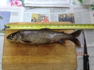 fish resting on a wooden cutting board being measure with a measuring tape