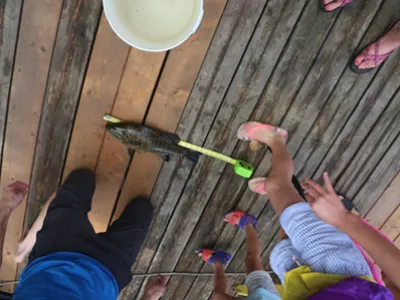 fish being measured on a dock