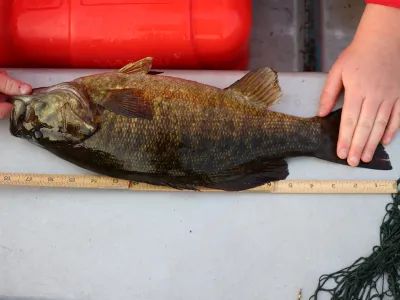 A smallmouth bass is being measured against a take measure to show 18 inches in length.