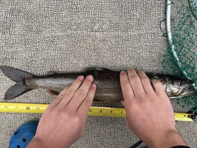 A lake trout is being measured against a tape measure.
