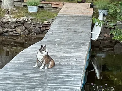 The long ramp running from the rocky shore to the water, with a dog sitting on it
