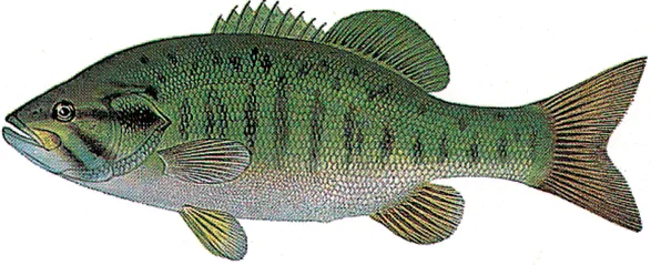 Small mouth bass sketch