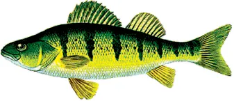 Yellow perch sketch